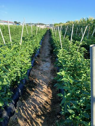 맞춤포도 드론방제님의 자유주제 · 자유게시판 작성글 사진