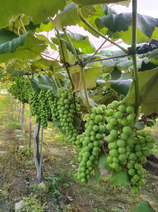 소백산단산포도이종석님의 자유주제 · 자유게시판 작성글 사진