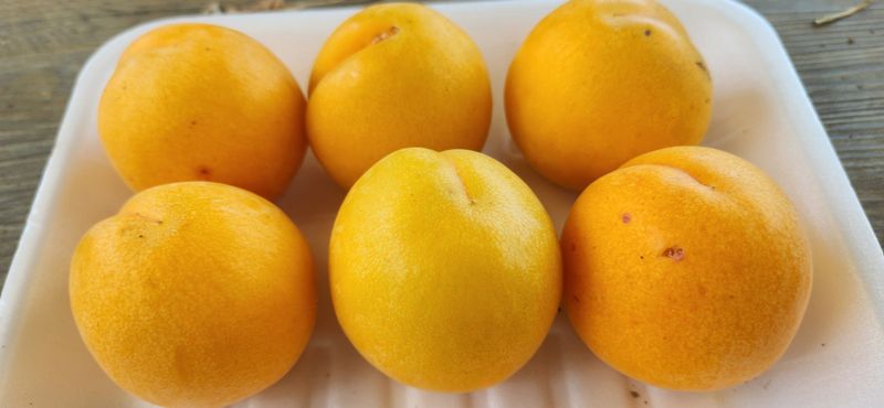 장터 상품 [살구2.5키로5키로] 썸네일