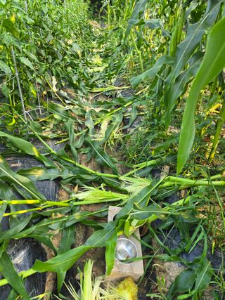 조용오님의 자유주제 · 자유게시판 작성글 사진