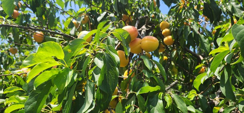 박경미님의 장터 판매 상품 [살구2.5키로5키로] 첨부 사진