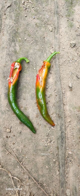 청람정상님의 자유주제 · 자유게시판 작성글 사진