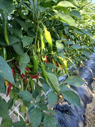 맞춤포도 드론방제님의 자유주제 · 자유게시판 작성글 사진