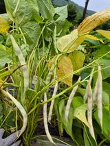 팜모닝 자유주제·자유게시판 게시글 이미지