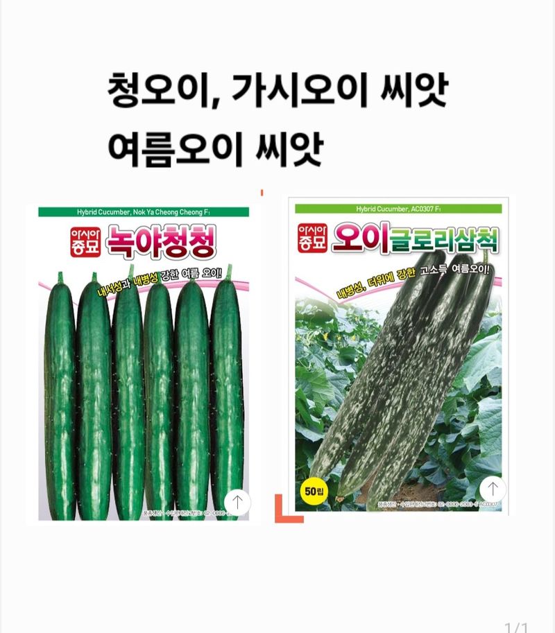 한농농약종묘사님의 장터 판매 상품 [가시오이, 청오이씨앗 여름오이씨앗] 첨부 사진