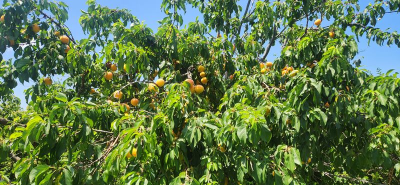 박경미님의 장터 판매 상품 [살구2.5키로5키로] 첨부 사진