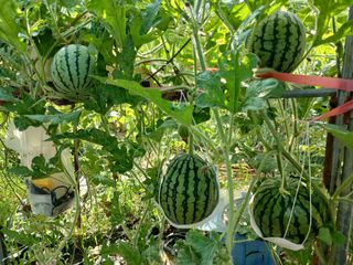 금동이네님의 자유주제 · 자유게시판 작성글 사진