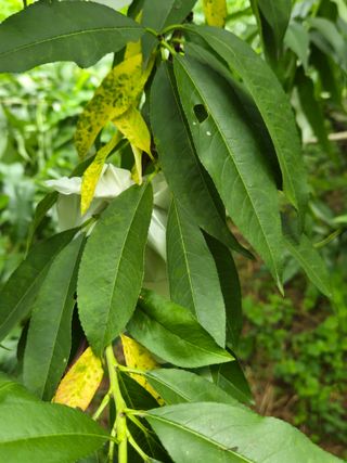 진곡댁님의 농사, 무엇이든 물어보세요! · 참여글 작성글 사진