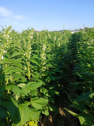 맞춤포도 드론방제님의 자유주제 · 자유게시판 작성글 사진