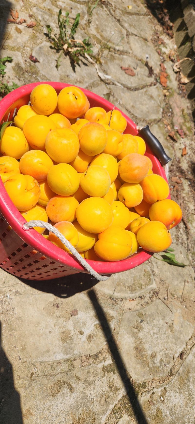 박경미님의 장터 판매 상품 [살구2.5키로5키로] 첨부 사진