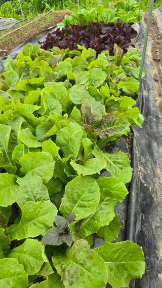 하재은님의 자유주제 · 자유게시판 작성글 사진