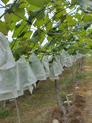 소백산단산포도이종석님의 자유주제 · 자유게시판 작성글 사진