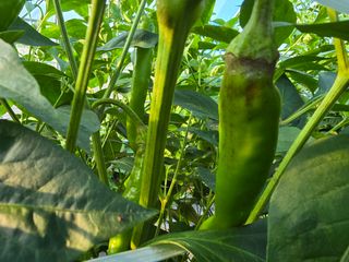 워람농장ㆍ황일택ㆍ님의 자유주제 · 자유게시판 작성글 사진