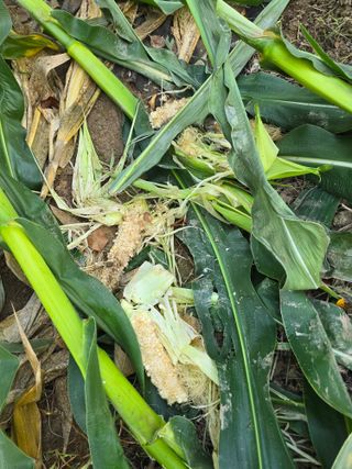 조용오님의 자유주제 · 자유게시판 작성글 사진