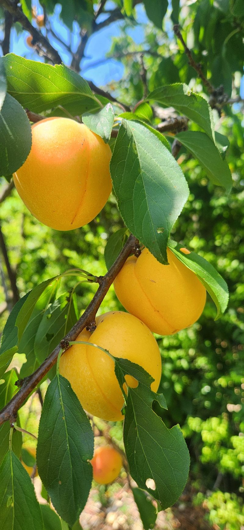 박경미님의 장터 판매 상품 [살구2.5키로5키로] 첨부 사진