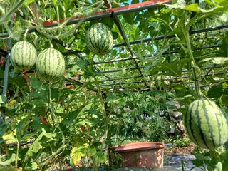 금동이네님의 자유주제 · 자유게시판 작성글 사진