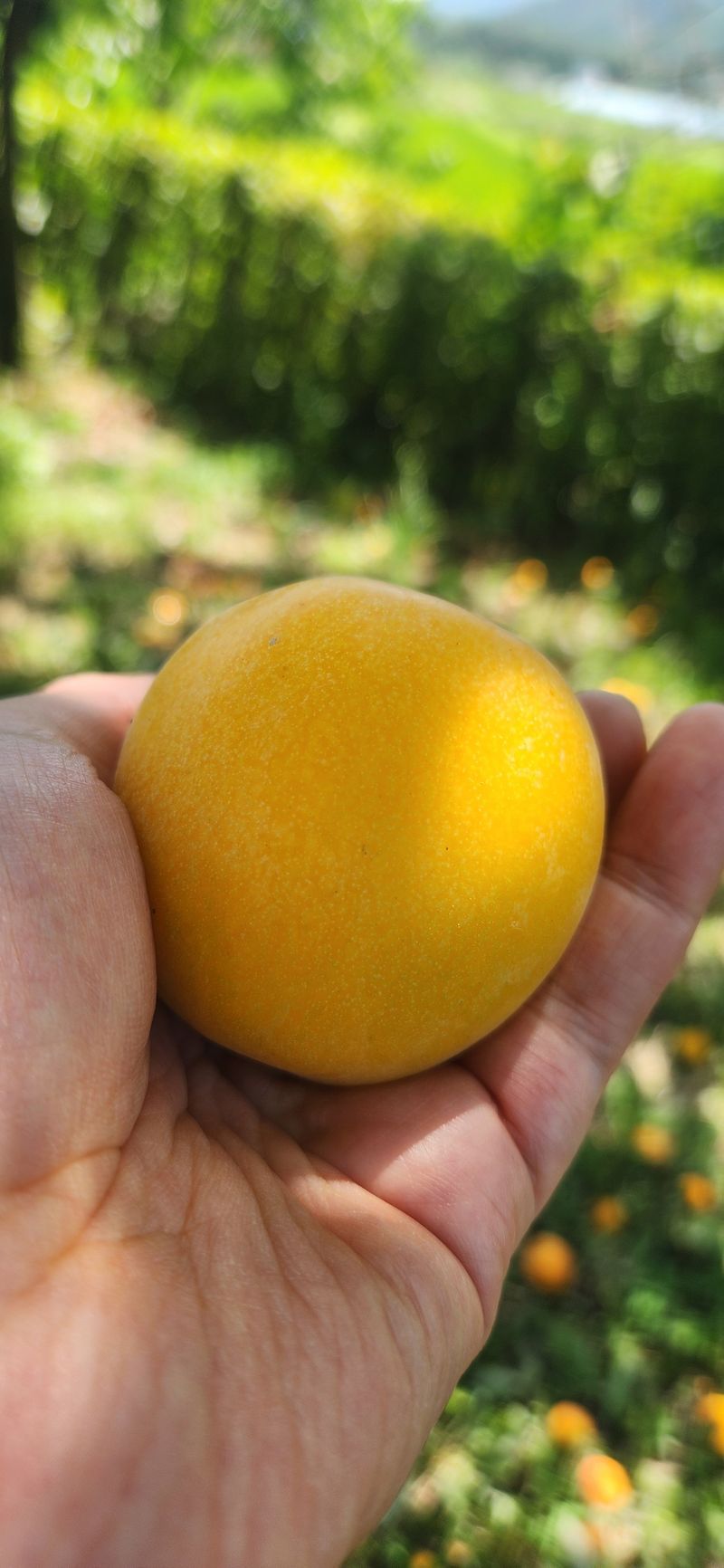 박경미님의 장터 판매 상품 [살구2.5키로5키로] 첨부 사진