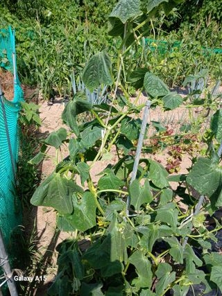 조엘라님의 농사, 무엇이든 물어보세요! · 참여글 작성글 사진