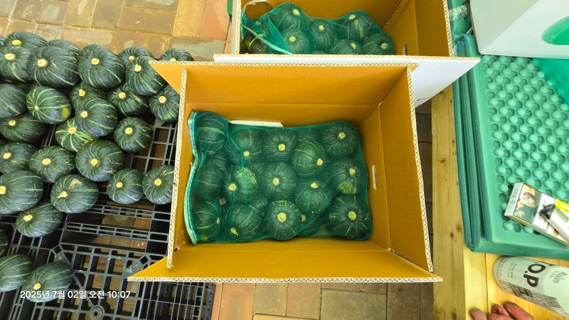 김쌤농장님의 장터 판매 상품 [남해 미니단(밤)호박 판매(판매완료)] 첨부 사진