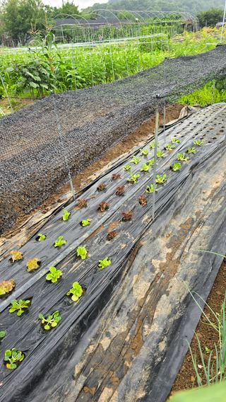 하재은님의 자유주제 · 자유게시판 작성글 사진