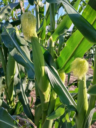 맞춤포도 드론방제님의 자유주제 · 자유게시판 작성글 사진