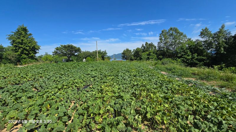 김쌤농장님의 장터 판매 상품 [남해 미니단(밤)호박 판매(판매완료)] 첨부 사진