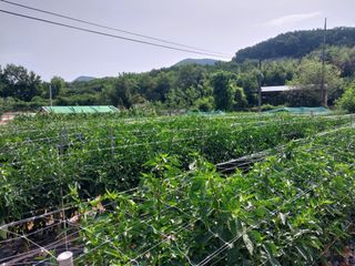 영수농원님의 자유주제 · 자유게시판 작성글 사진