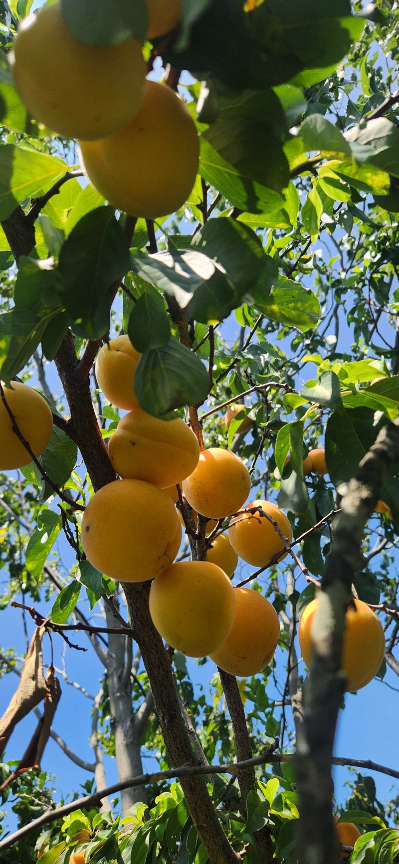 박경미님의 장터 판매 상품 [살구2.5키로5키로] 첨부 사진