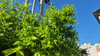 신안광열님의 농사, 무엇이든 물어보세요! · 참여글 작성글 사진