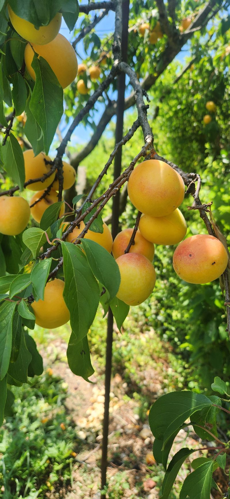 박경미님의 장터 판매 상품 [살구2.5키로5키로] 첨부 사진