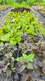 팜모닝 자유주제·자유게시판 게시글 이미지