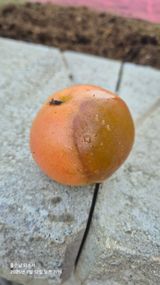 팜모닝 자유주제·자유게시판 게시글 이미지