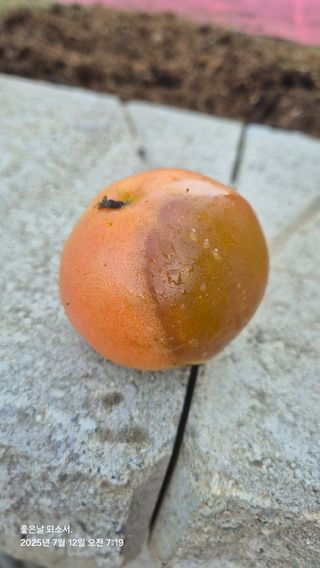 김진님의 자유주제 · 자유게시판 작성글 사진