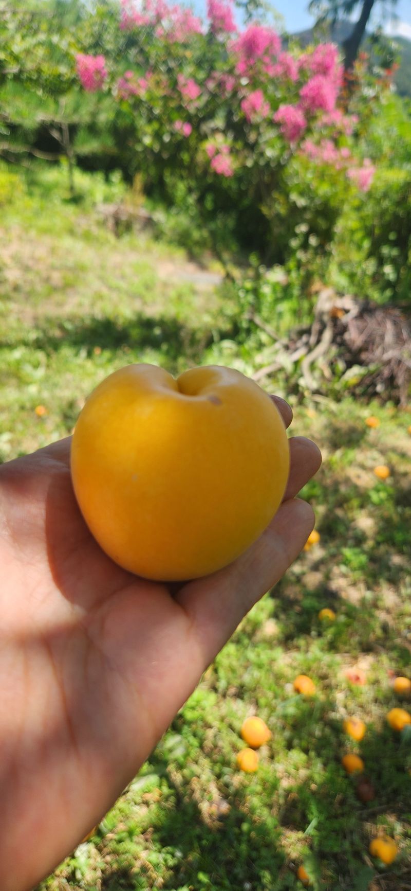 박경미님의 장터 판매 상품 [살구2.5키로5키로] 첨부 사진