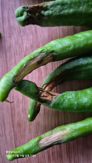 김진님의 자유주제 · 자유게시판 작성글 사진