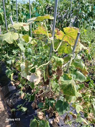 조엘라님의 농사, 무엇이든 물어보세요! · 참여글 작성글 사진