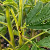 팜모닝 농사, 무엇이든 물어보세요!·참여글 게시글 이미지