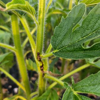 초보농부님의 농사, 무엇이든 물어보세요! · 참여글 작성글 사진