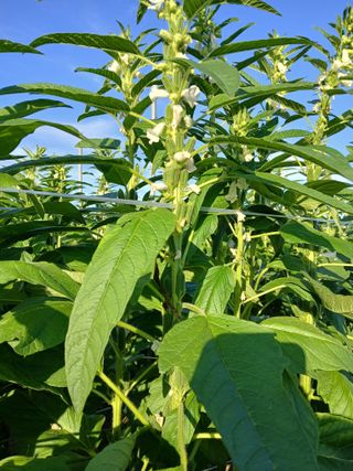 맞춤포도 드론방제님의 자유주제 · 자유게시판 작성글 사진