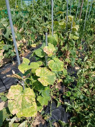 조엘라님의 농사, 무엇이든 물어보세요! · 참여글 작성글 사진