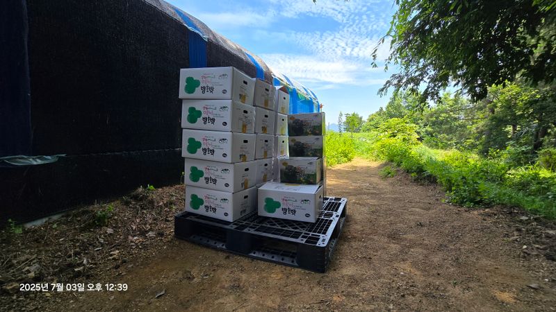 김쌤농장님의 장터 판매 상품 [남해 미니단(밤)호박 판매(판매완료)] 첨부 사진