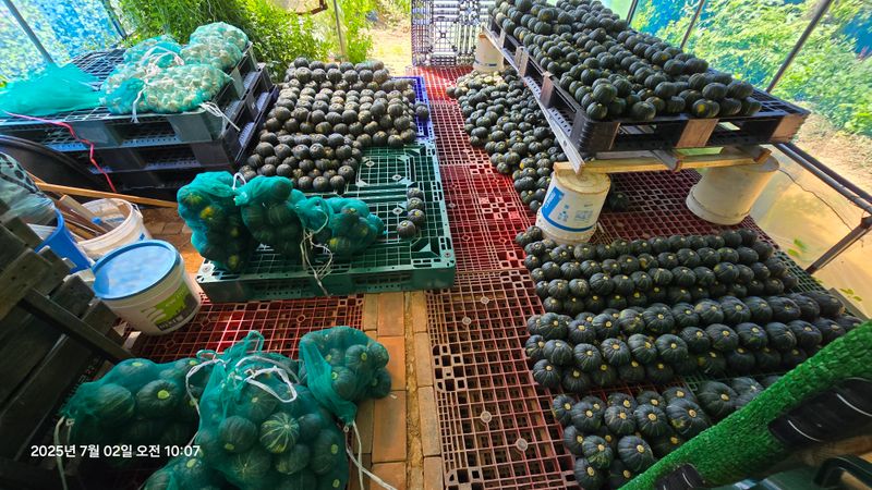 김쌤농장님의 장터 판매 상품 [남해 미니단(밤)호박 판매(판매완료)] 첨부 사진