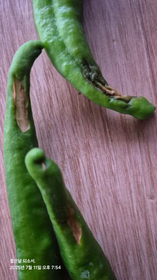 김진님의 자유주제 · 자유게시판 작성글 사진