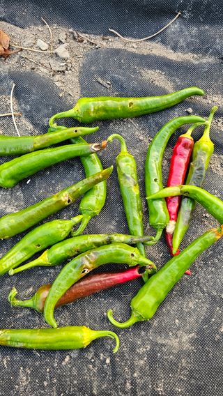 배성은365님의 자유주제 · 자유게시판 작성글 사진