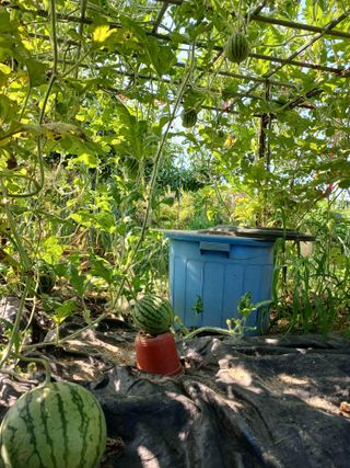 금동이네님의 자유주제 · 자유게시판 작성글 사진