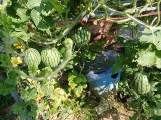 금동이네님의 자유주제 · 자유게시판 작성글 사진