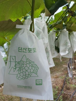 소백산단산포도이종석님의 자유주제 · 자유게시판 작성글 사진