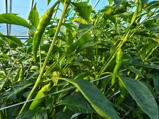 워람농장ㆍ황일택ㆍ님의 자유주제 · 자유게시판 작성글 사진