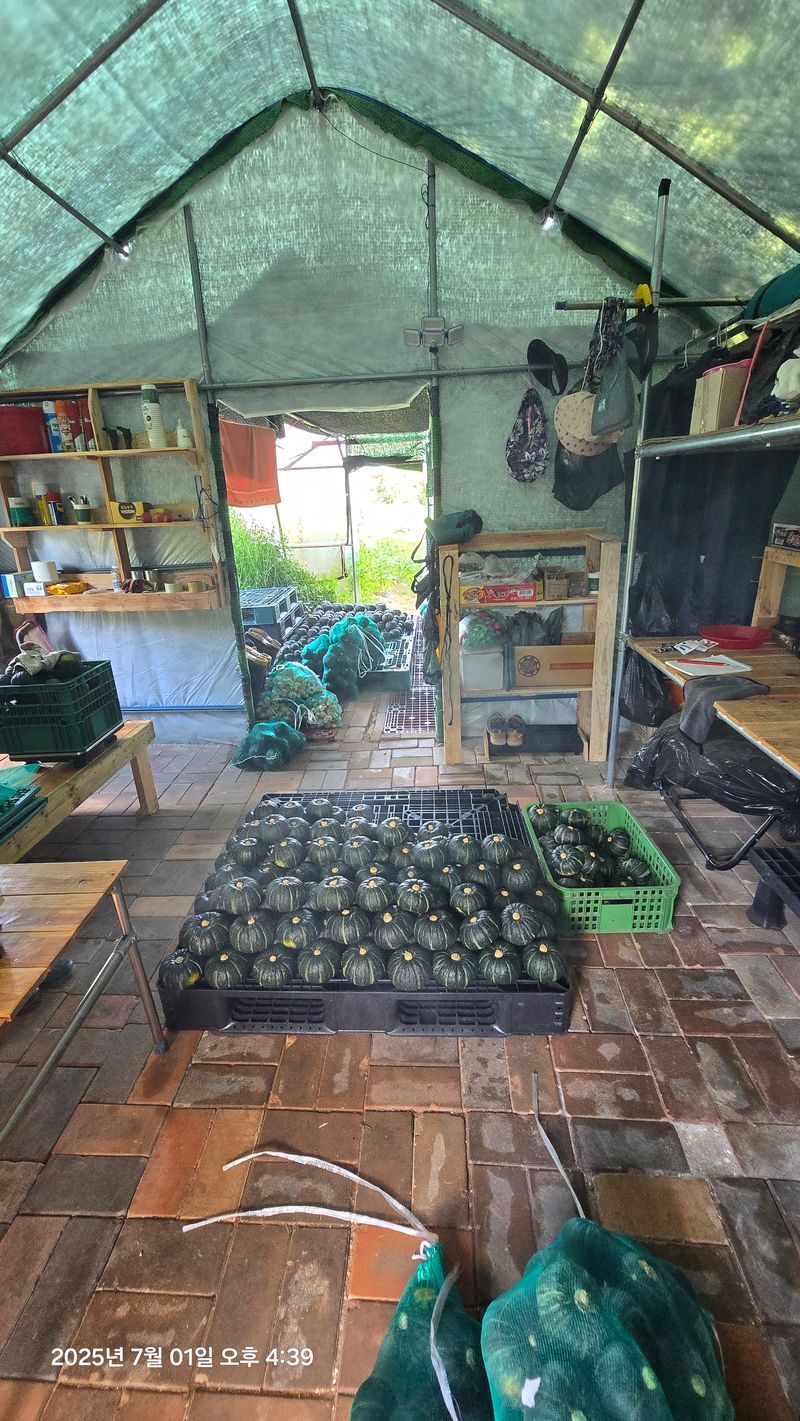 김쌤농장님의 장터 판매 상품 [남해 미니단(밤)호박 판매(판매완료)] 첨부 사진