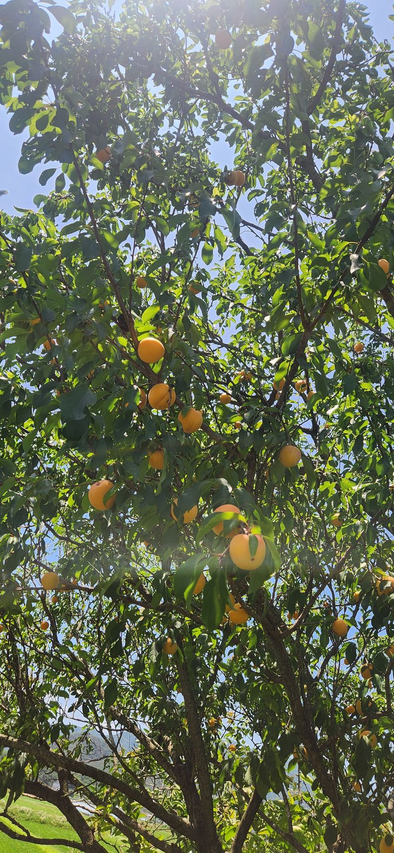 박경미님의 장터 판매 상품 [살구2.5키로5키로] 첨부 사진